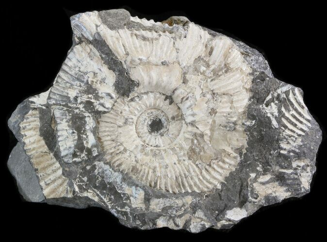 Wide Kosmoceras Ammonite - England #42655